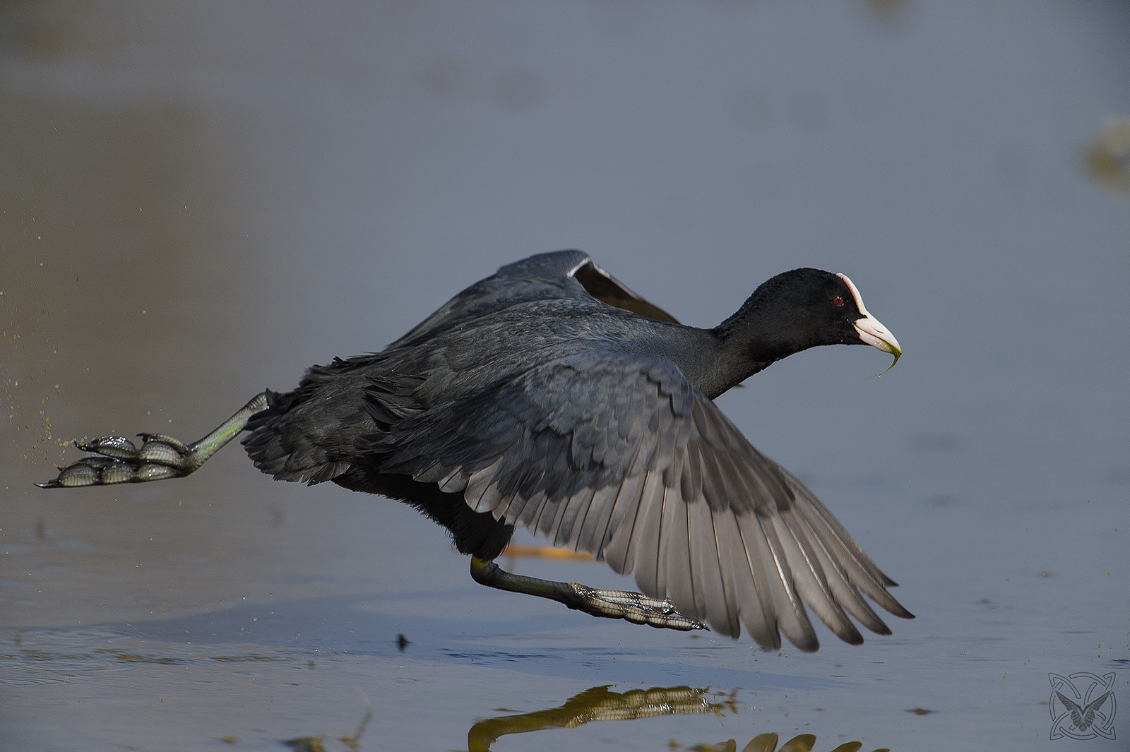 Nikon AF-S Nikkor 600mm F4G ED VR sample photo. Fulica atra - folaga - eurasian coot - foulque macroule photography