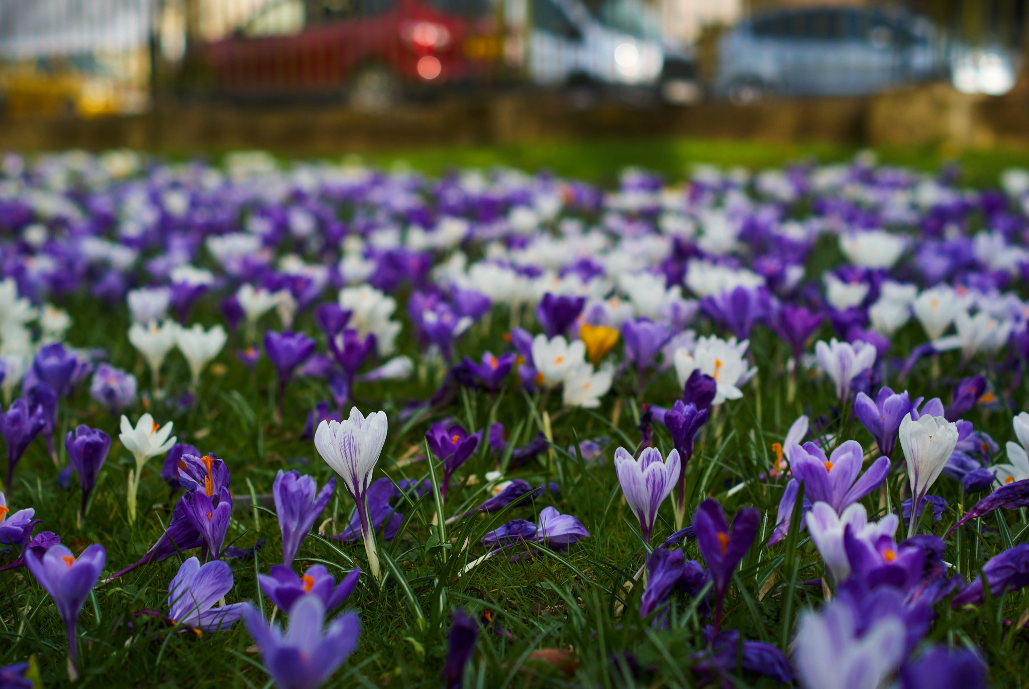 Sony Alpha DSLR-A330 sample photo. Blanket of colour photography