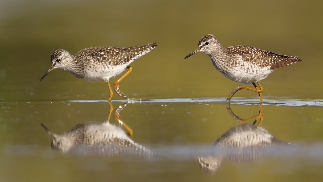 Canon EOS 70D + Canon EF 400mm F5.6L USM sample photo. Wood sandpiper - in the pond photography