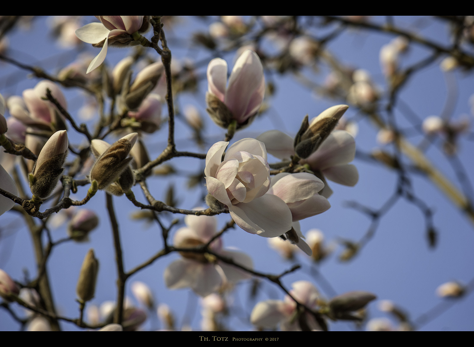 Nikon D700 sample photo. Magnolia blossom photography