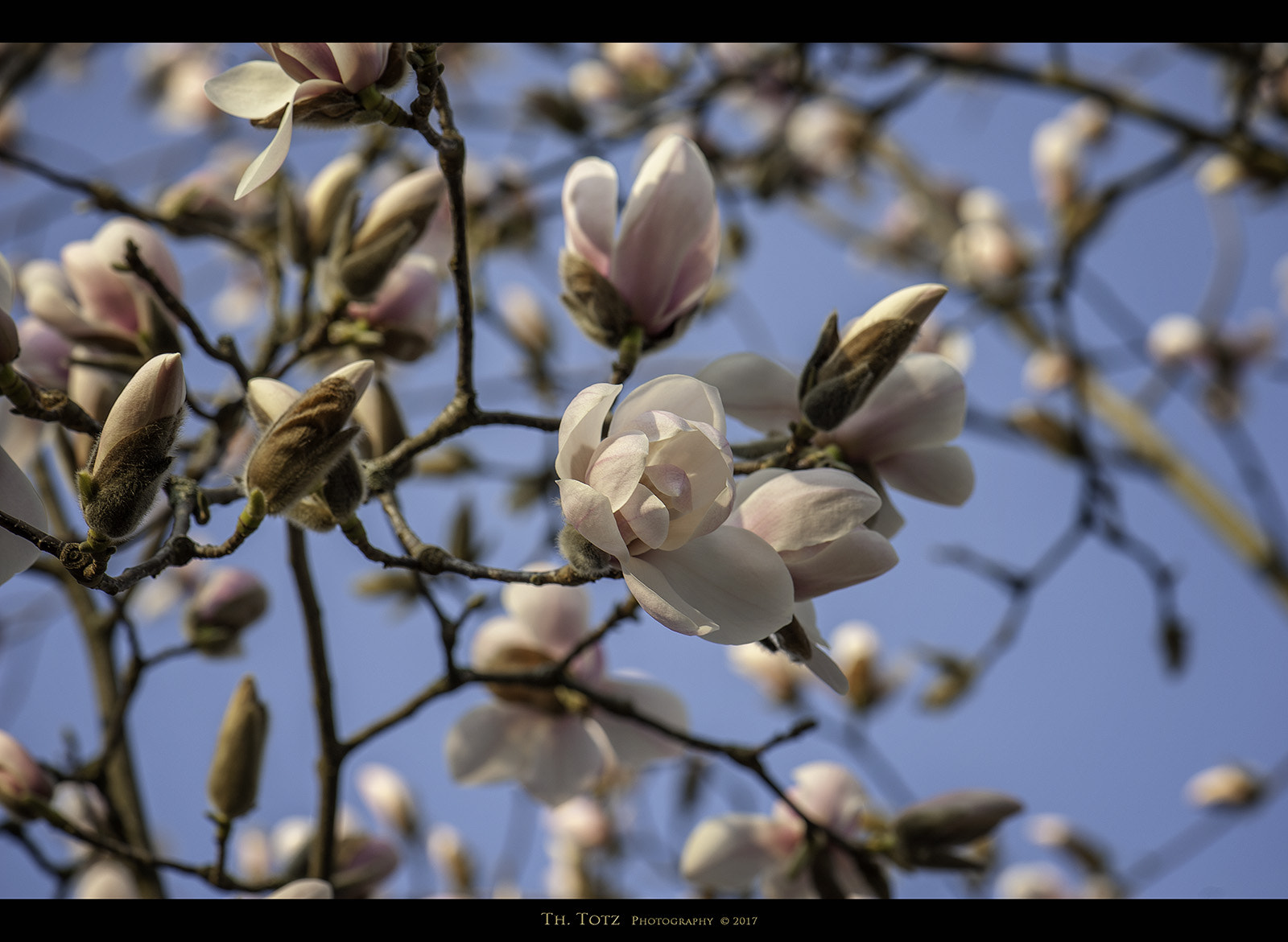 Nikon AF-S Micro-Nikkor 105mm F2.8G IF-ED VR sample photo. Magnolia blossom photography