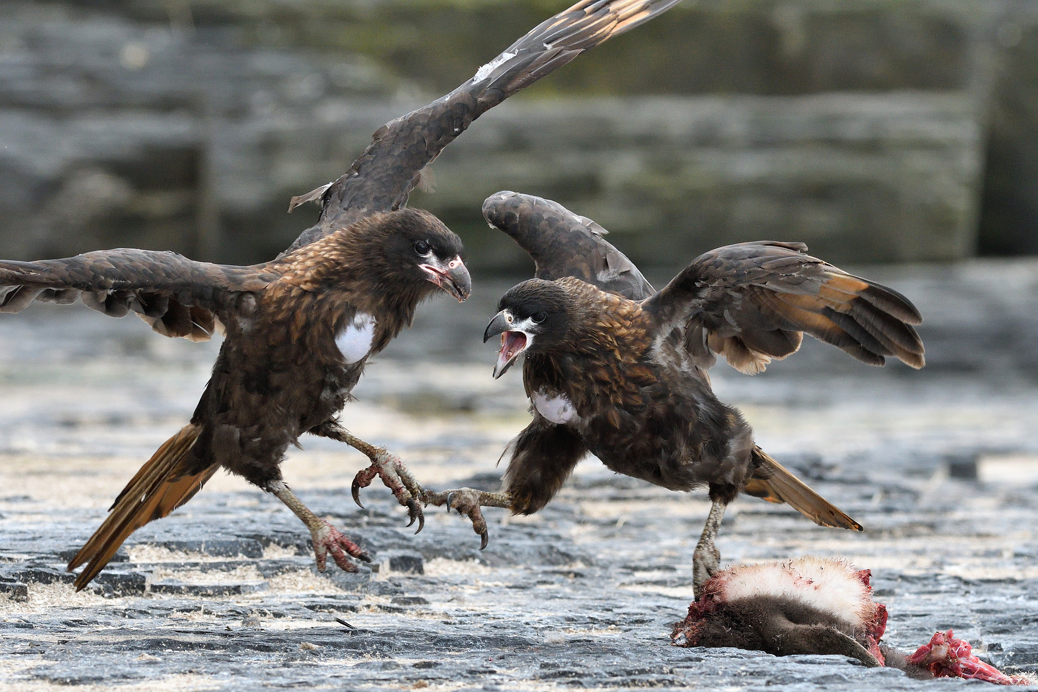 Nikon D500 + Nikon AF-S Nikkor 300mm F2.8G ED VR II sample photo. Striated caracaras photography