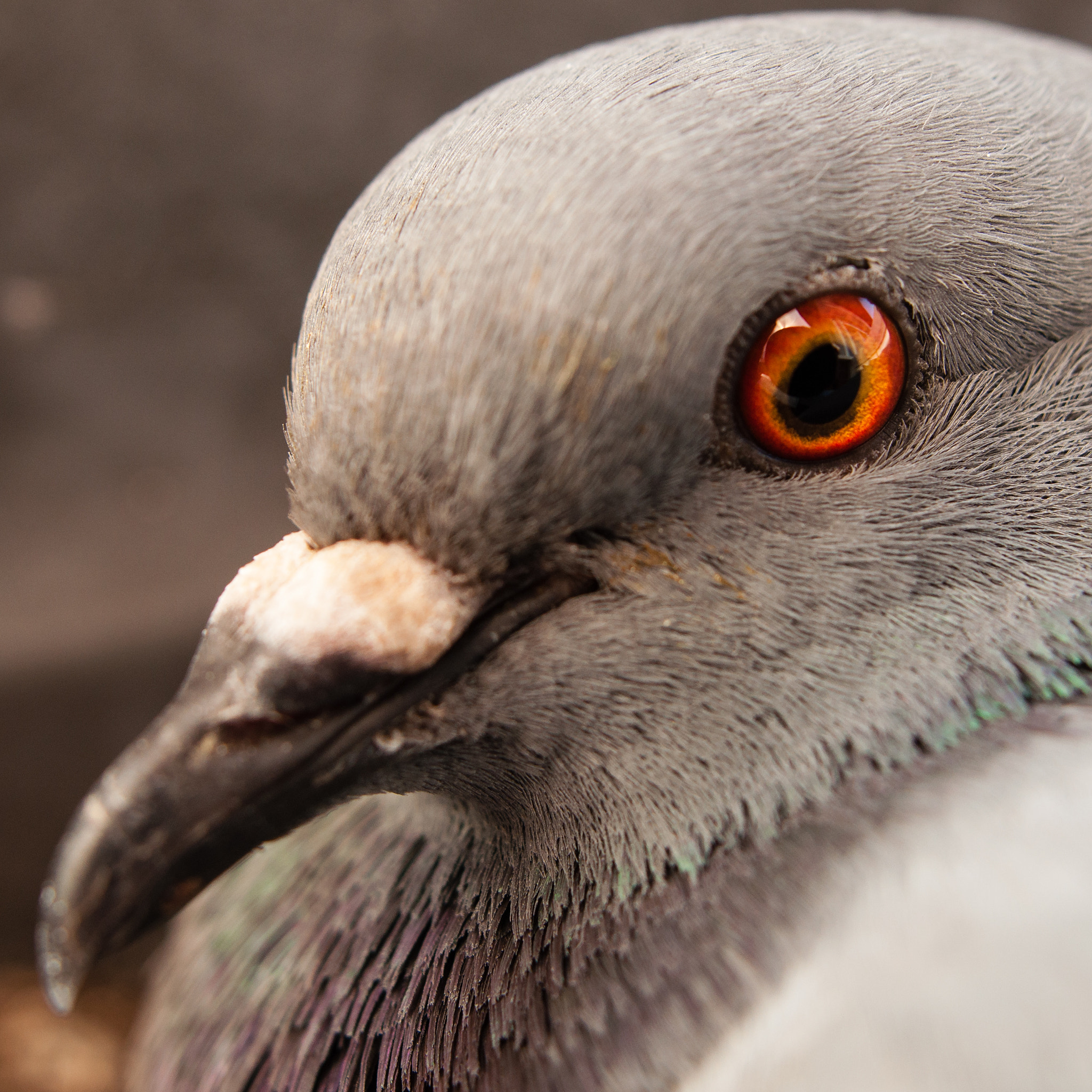 Nikon D90 sample photo. Pigeon portrait photography