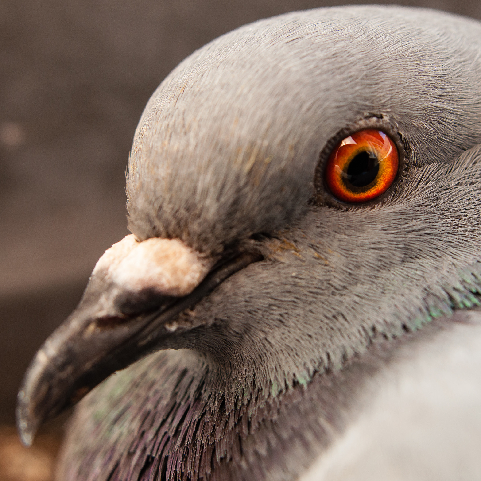 Nikon D90 + Sigma 24mm F1.8 EX DG Aspherical Macro sample photo. Pigeon portrait photography