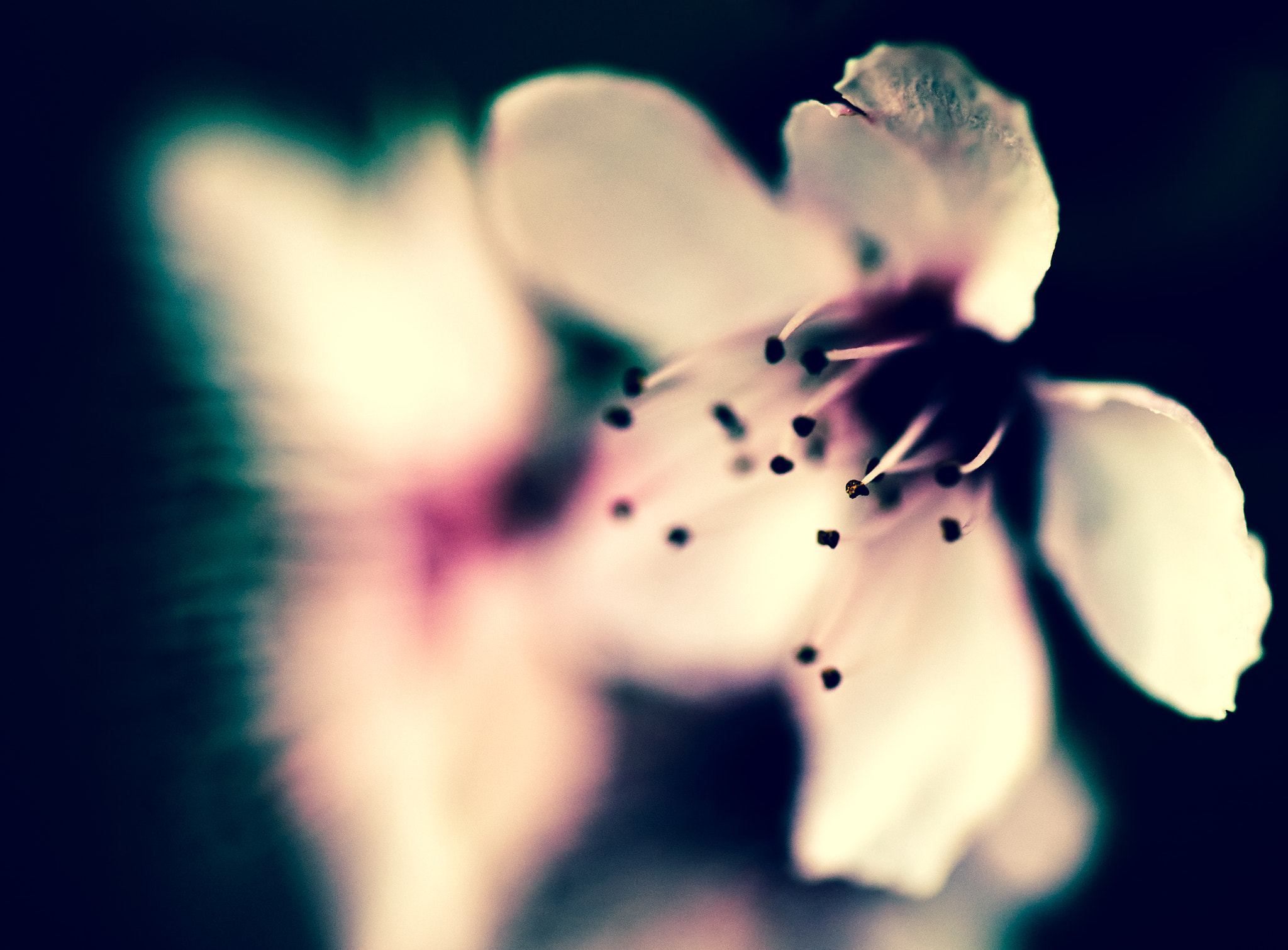 Sigma 105mm F2.8 EX DG OS HSM sample photo. Pistil... photography