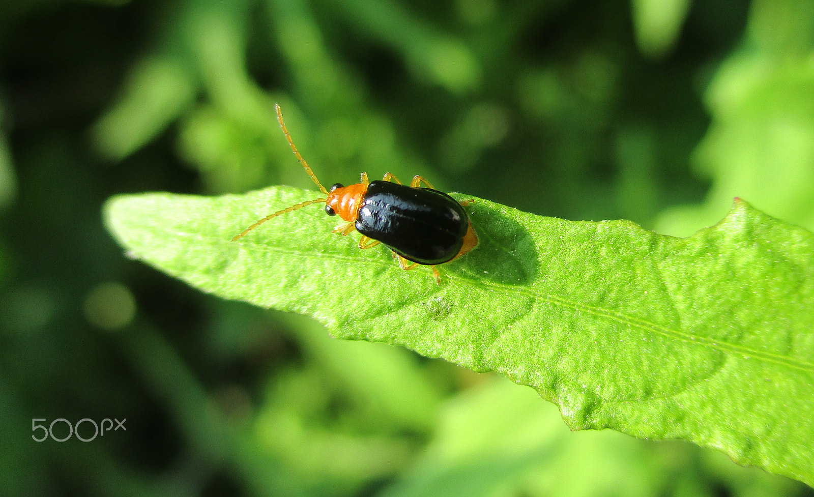 Canon PowerShot ELPH 160 (IXUS 160 / IXY 150) sample photo. Id: black and orange soldier beetle photography