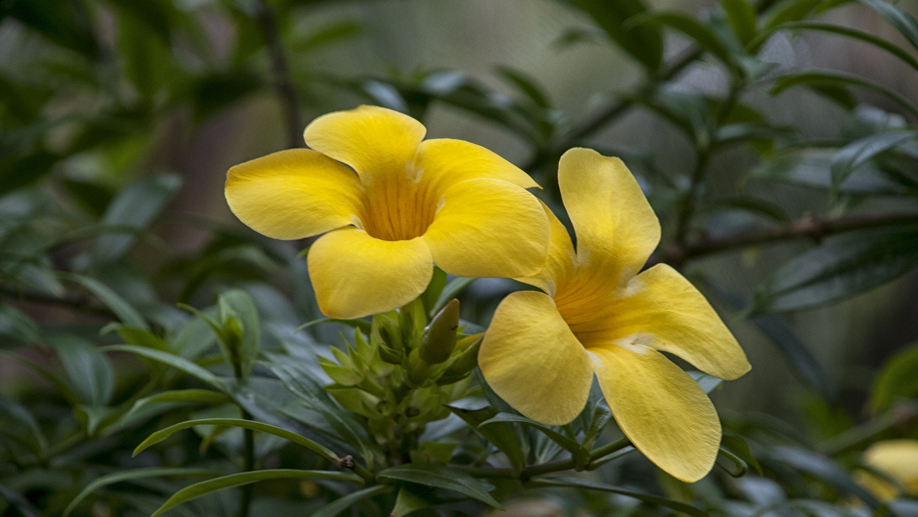 Nikon D300 sample photo. Tropical flowers photography
