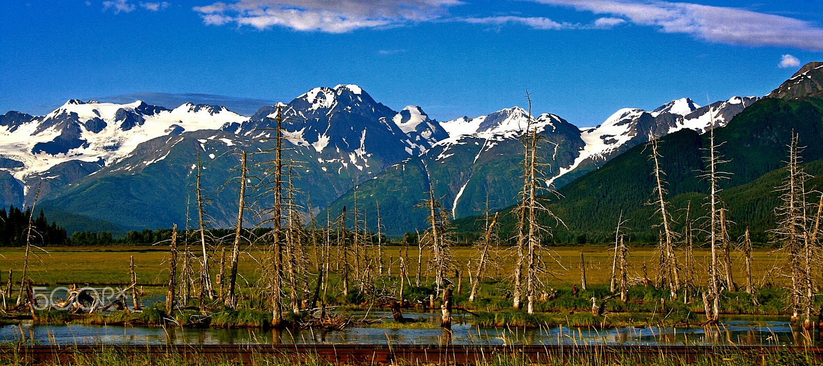 Canon EOS 400D (EOS Digital Rebel XTi / EOS Kiss Digital X) sample photo. Dead tree vista chugach mountains photography