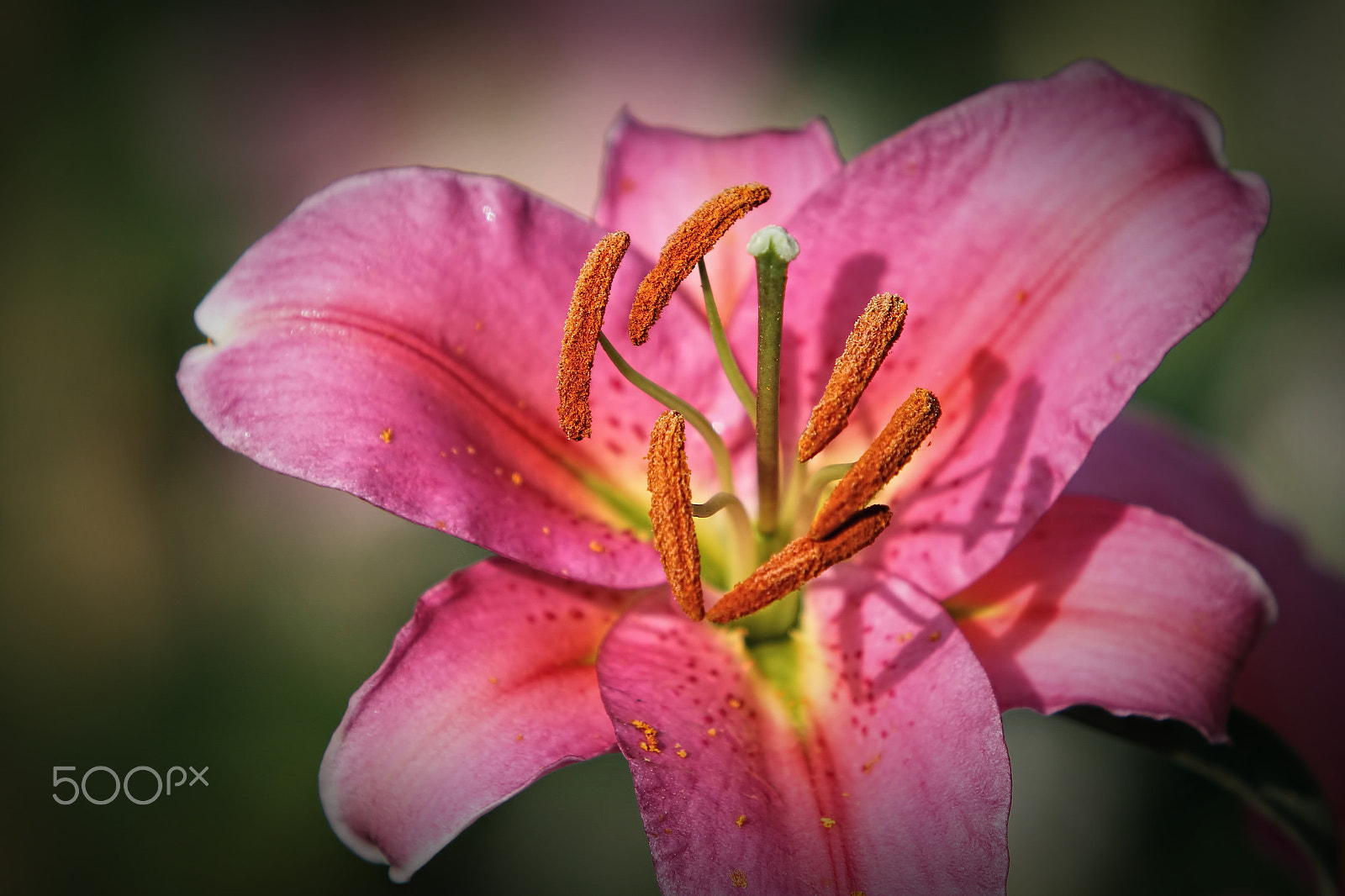 Canon EF 70-200mm F2.8L USM sample photo. Pleasure... photography