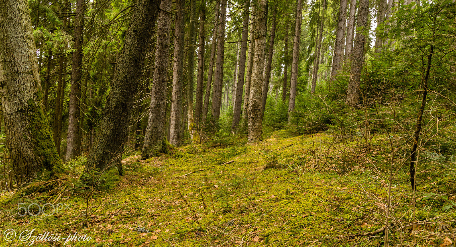 Sigma 17-50mm F2.8 EX DC OS HSM sample photo. Tale forest photography