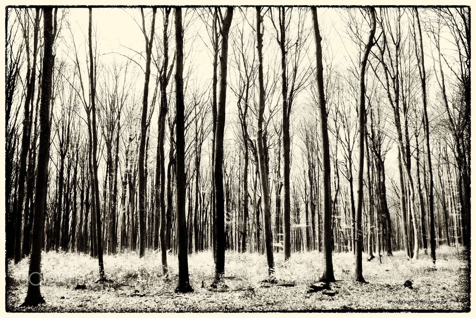 Fujifilm X-Pro1 + Fujifilm XF 18mm F2 R sample photo. Forest sw photography