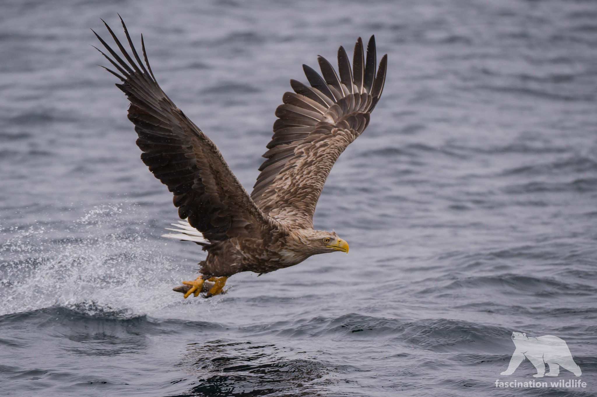 Nikon D4S sample photo. Hunting eagle photography