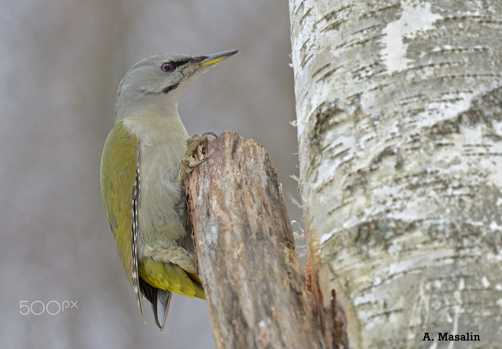 Nikon AF-S Nikkor 200-500mm F5.6E ED VR sample photo. Grey headed woodpecker photography