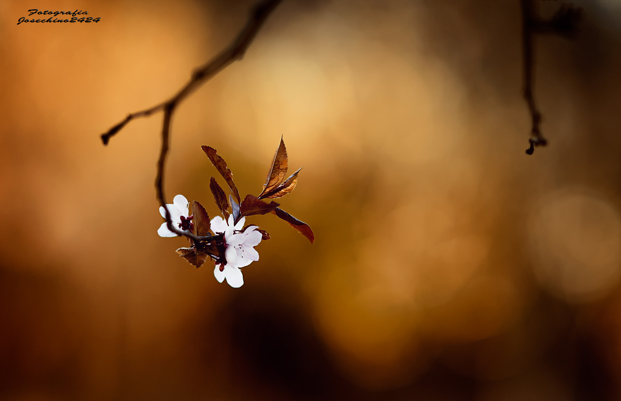 AF DC-Nikkor 135mm f/2D sample photo. Naturaleza dorada...... photography