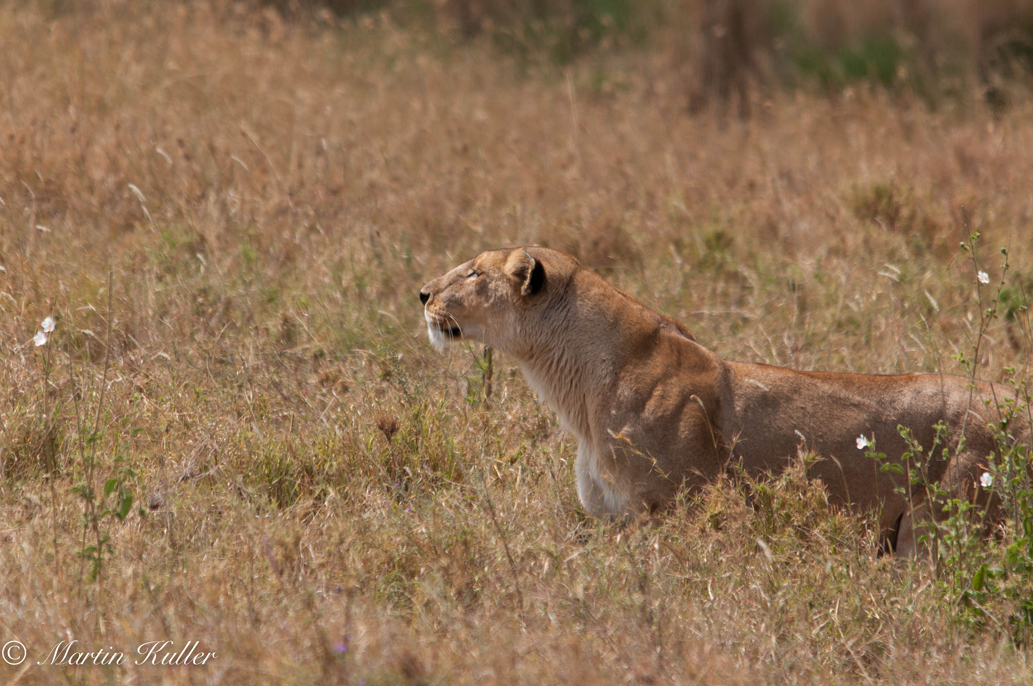 Sigma 150-500mm F5-6.3 DG OS HSM sample photo. On the hunt photography