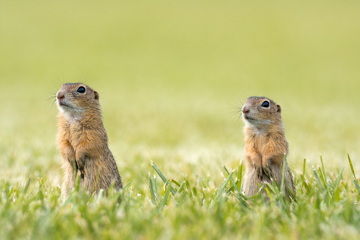 Nikon D7200 sample photo. Double cuteness photography