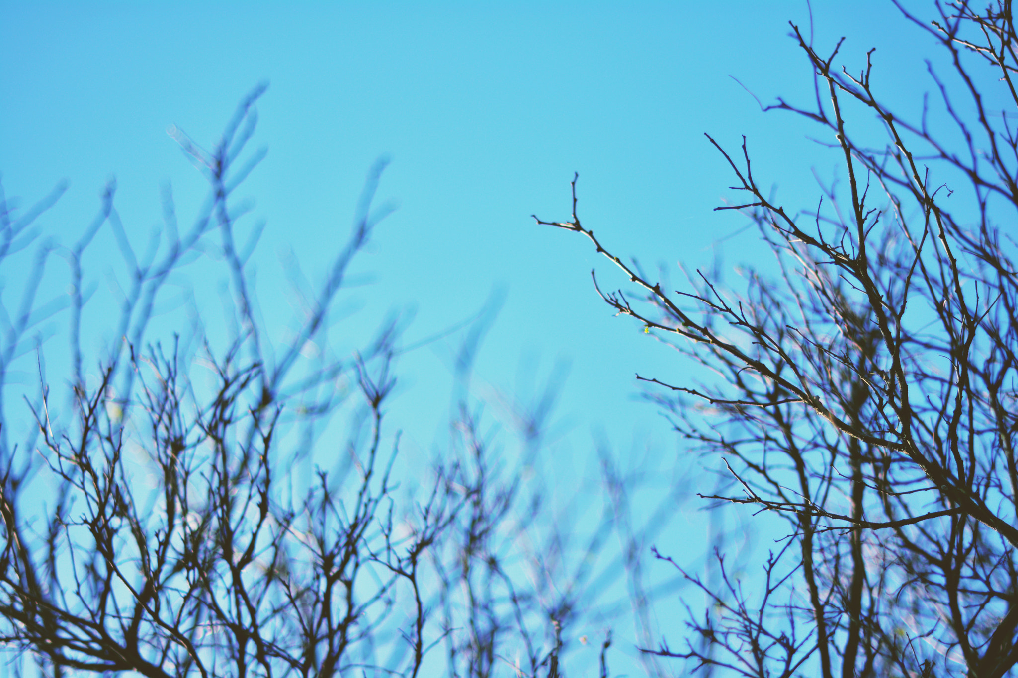 Nikon D5200 sample photo. Branches photography