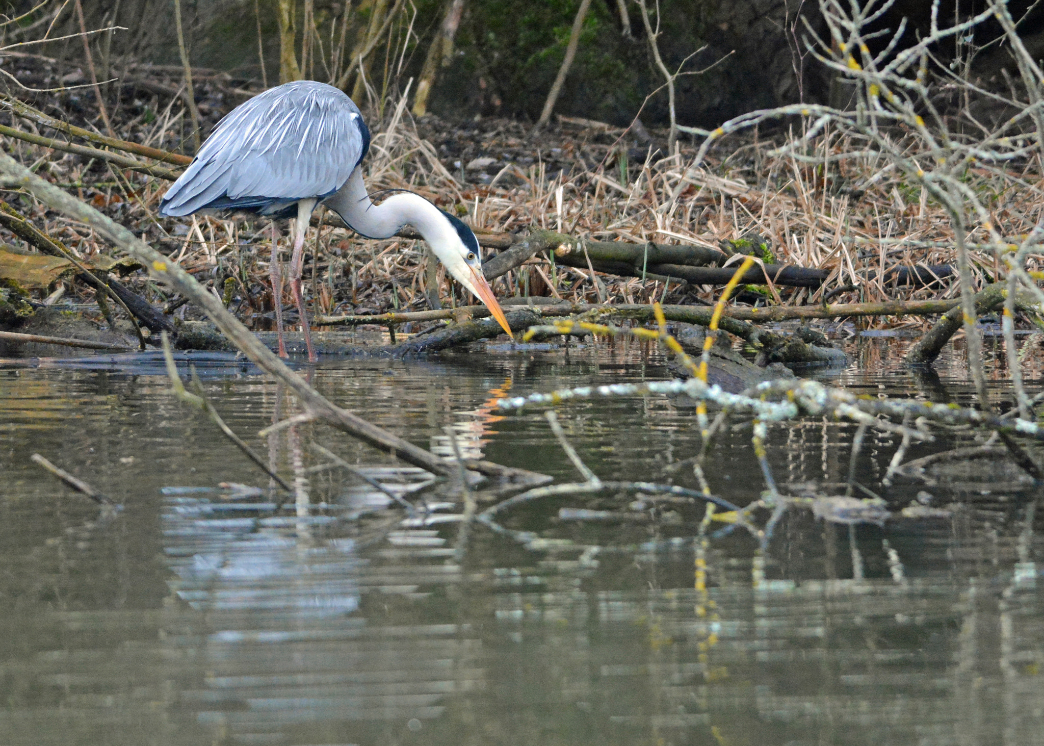 Nikon D7100 + Nikon AF-S Nikkor 300mm F4D ED-IF sample photo. Héron photography