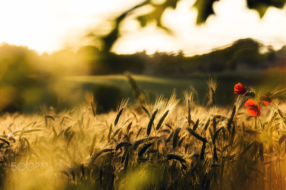 Canon EF 28-300mm F3.5-5.6L IS USM sample photo. Golden light n.3 photography