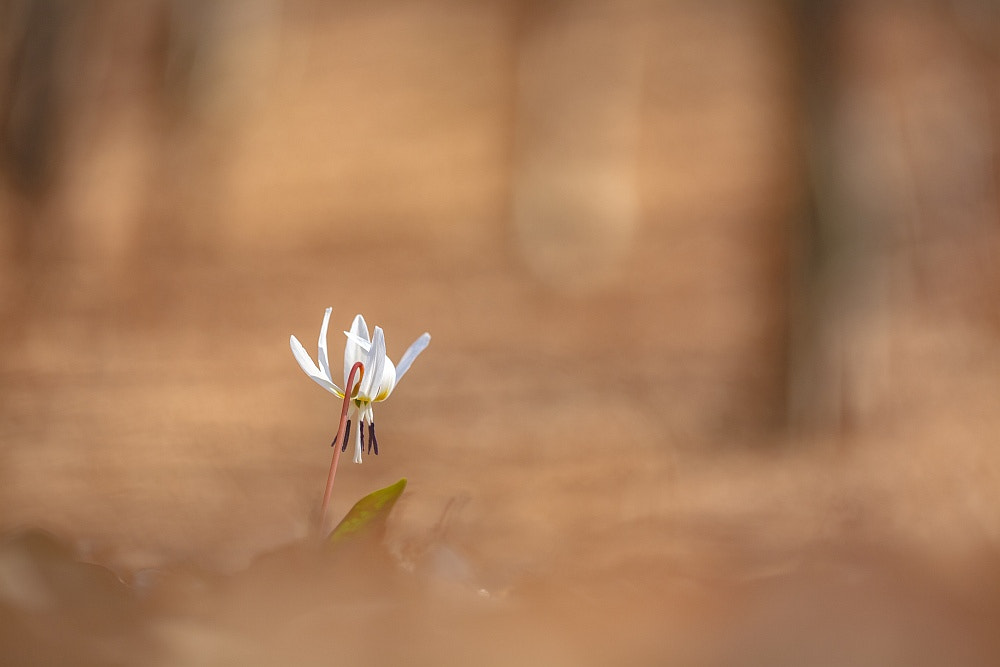 Sigma APO Macro 150mm f/2.8 EX DG HSM sample photo. Spring in the forest photography