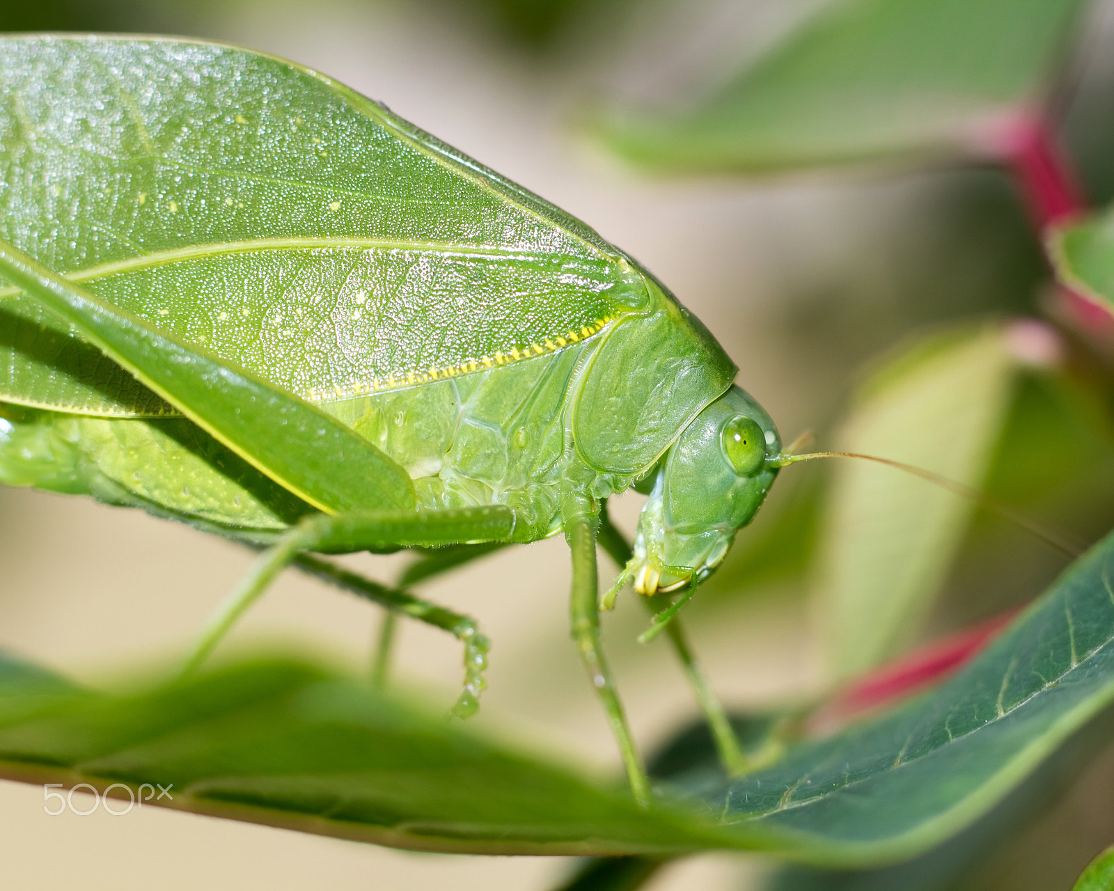 Canon EOS 100D (EOS Rebel SL1 / EOS Kiss X7) + Canon EF 50mm F1.8 STM sample photo. Nice close of a green katydid photography