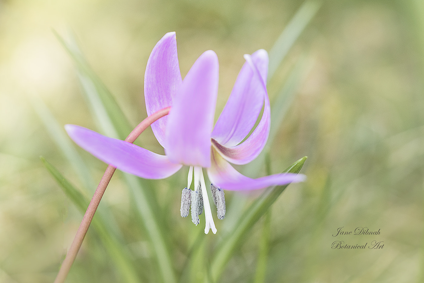 Canon EF 180mm F3.5L Macro USM sample photo. Erythronium photography