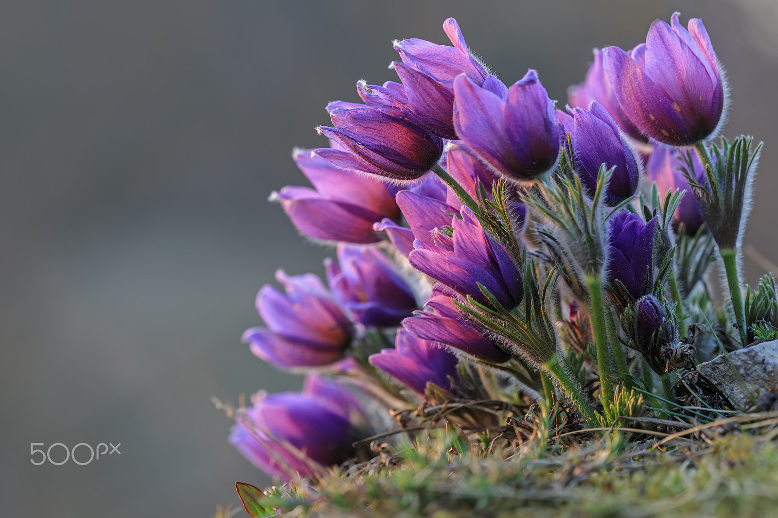 Canon EF 180mm F3.5L Macro USM sample photo. Bunch of pulsatilla photography