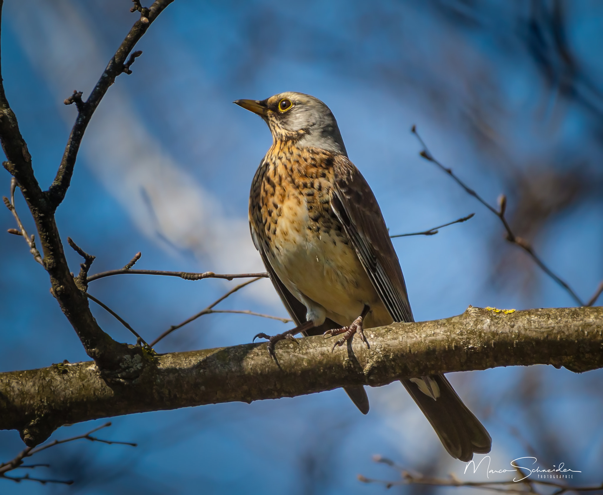 150-600mm F5-6.3 DG OS HSM | Contemporary 015 sample photo. Wacholderdrossel photography