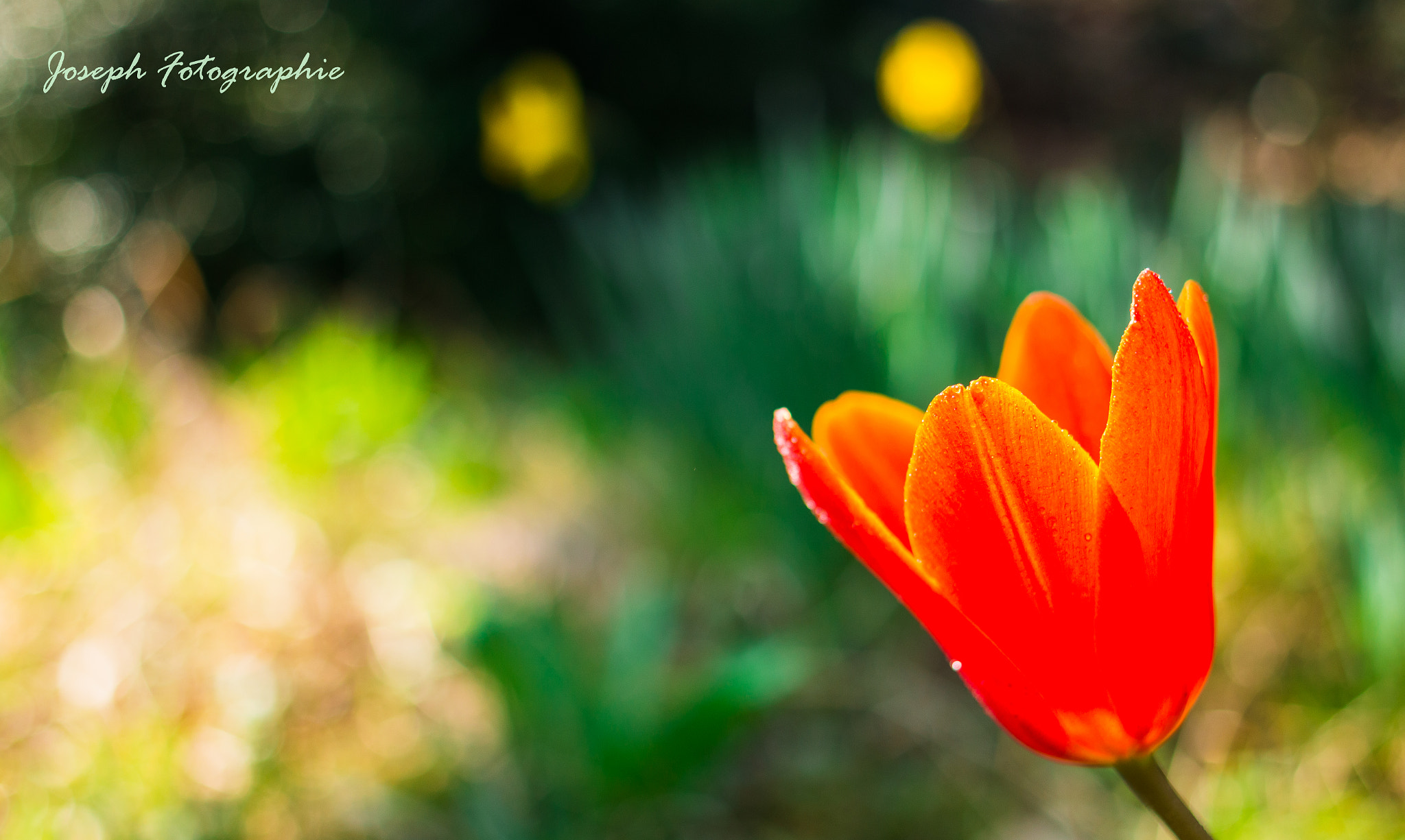 Canon EOS 70D sample photo. Tulipani photography