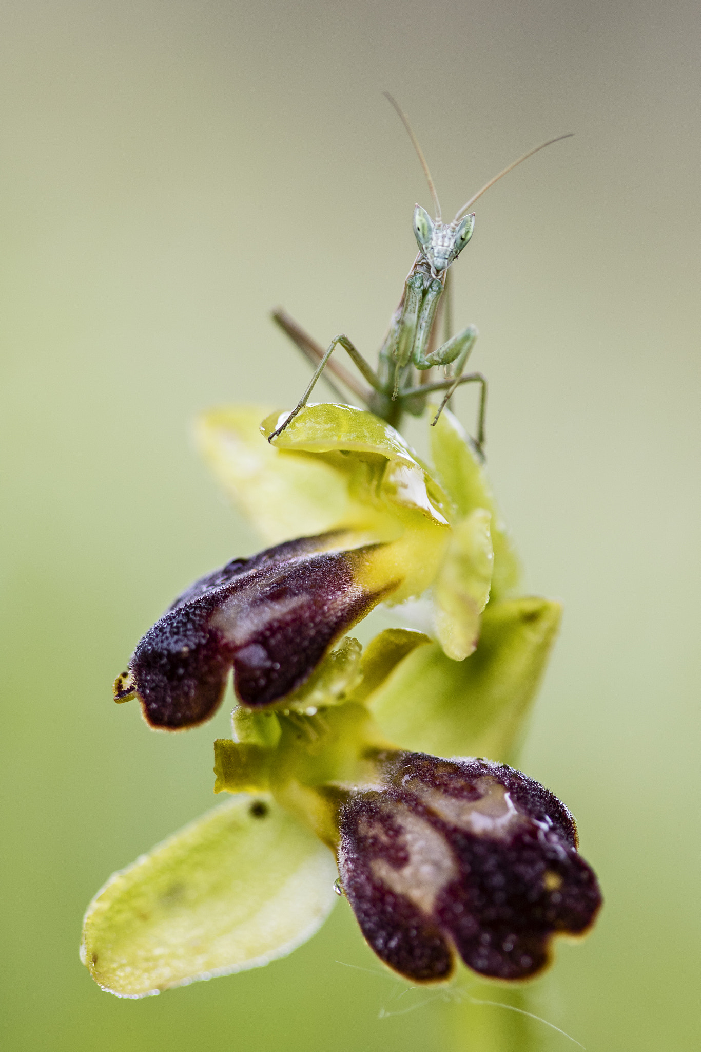 Canon EF 100mm F2.8 Macro USM sample photo. La ninfa y las fuscas photography