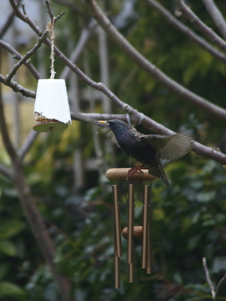 Canon EF 70-300mm F4-5.6 IS USM sample photo. Starling photography