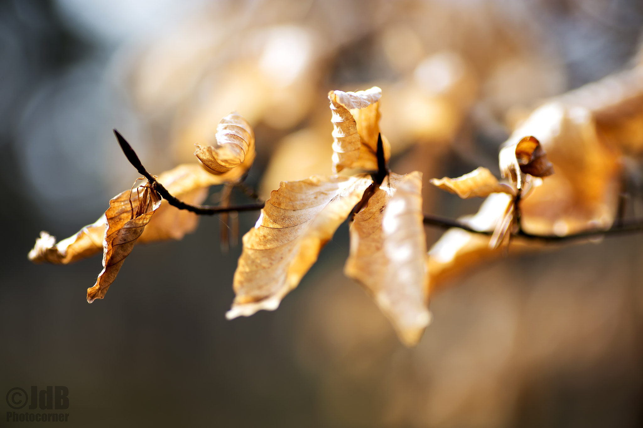 Canon EOS 6D sample photo. Old leafs & young sprouts photography