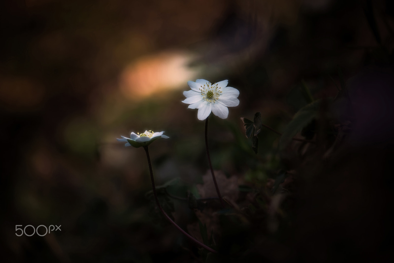 Nikon AF-S Micro-Nikkor 105mm F2.8G IF-ED VR sample photo. Anémone hépatique photography