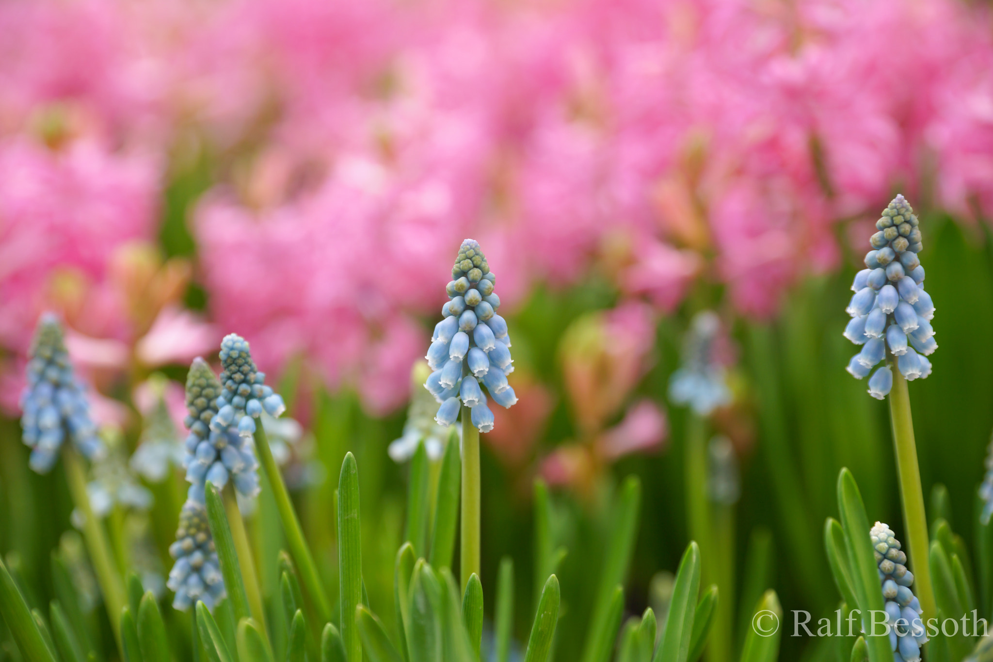 Sony a99 II + 24-70mm F2.8-2.8 SSM sample photo. Flower power photography