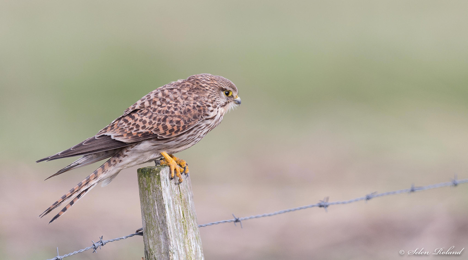 Nikon D4 + Nikon AF-S Nikkor 500mm F4G ED VR sample photo. Torenvalk - kestrel photography