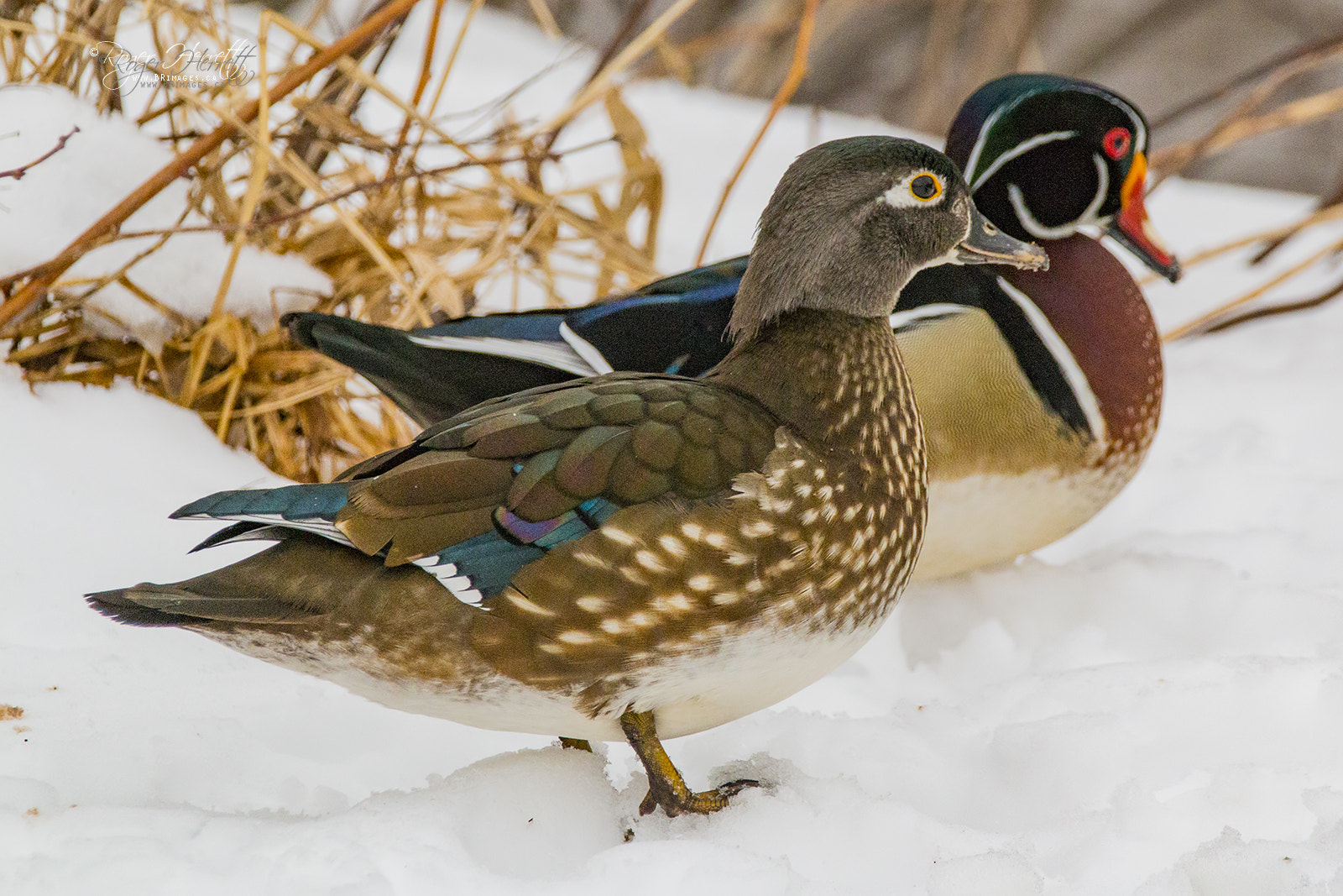 150-600mm F5-6.3 DG OS HSM | Contemporary 015 sample photo. Wood duck pair photography