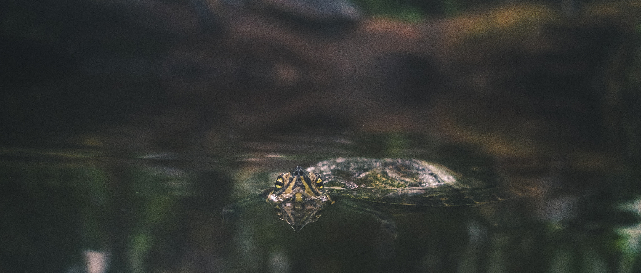 Fujifilm X-E1 + Fujifilm XF 27mm F2.8 sample photo. Turtle photography