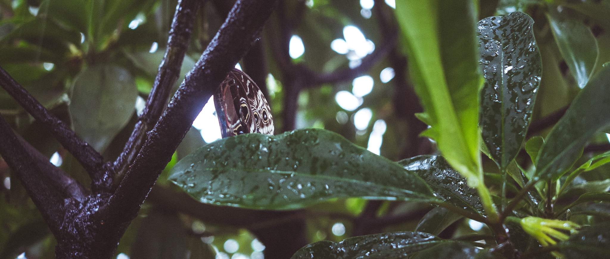 Fujifilm X-E1 + Fujifilm XF 27mm F2.8 sample photo. Butterfly#2 photography