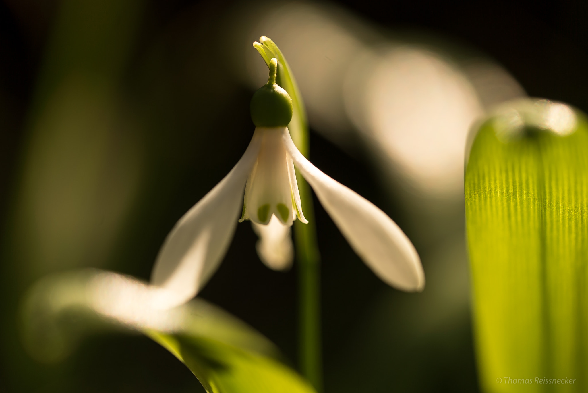 Sony a7S sample photo. To whom the bell tolls .... winter photography