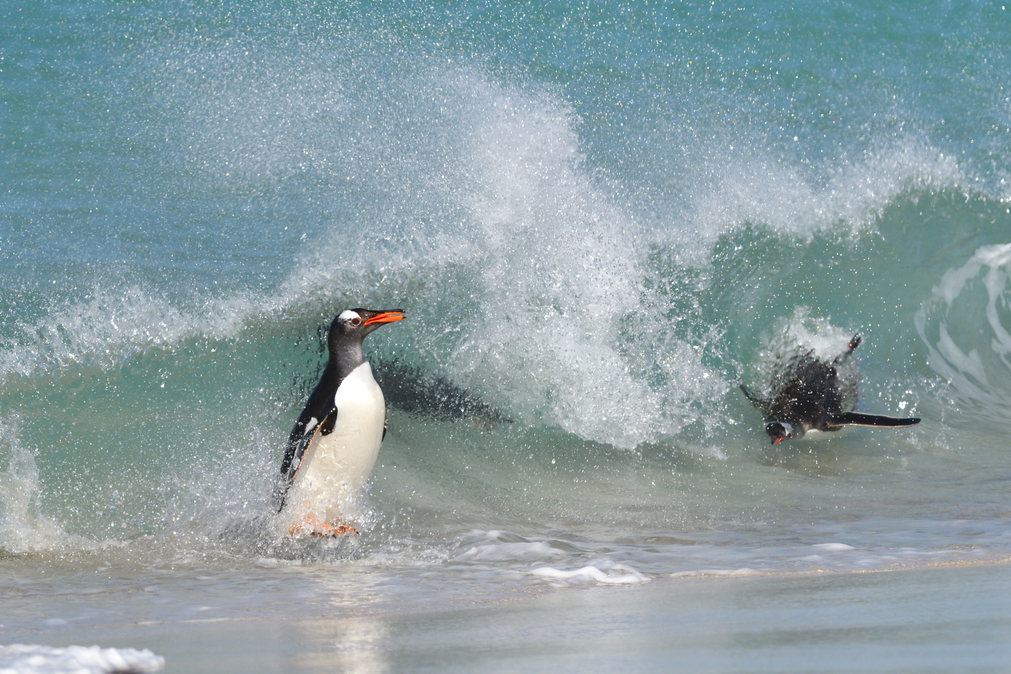 Nikon AF-S Nikkor 300mm F2.8G ED VR II sample photo. Wave riding photography