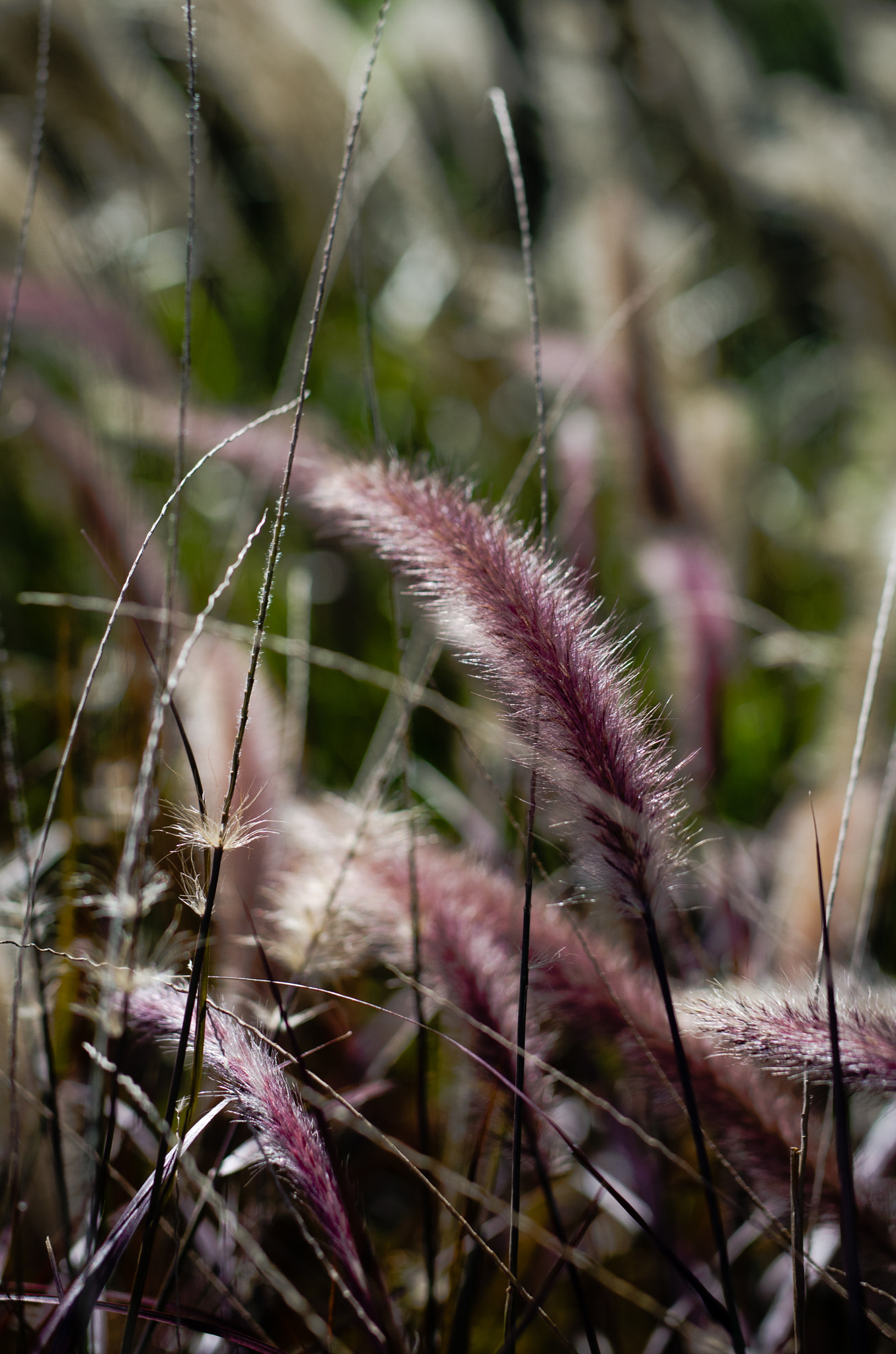 Nikon D7000 + Sigma 50mm F1.4 DG HSM Art sample photo. Purple pennisetum photography