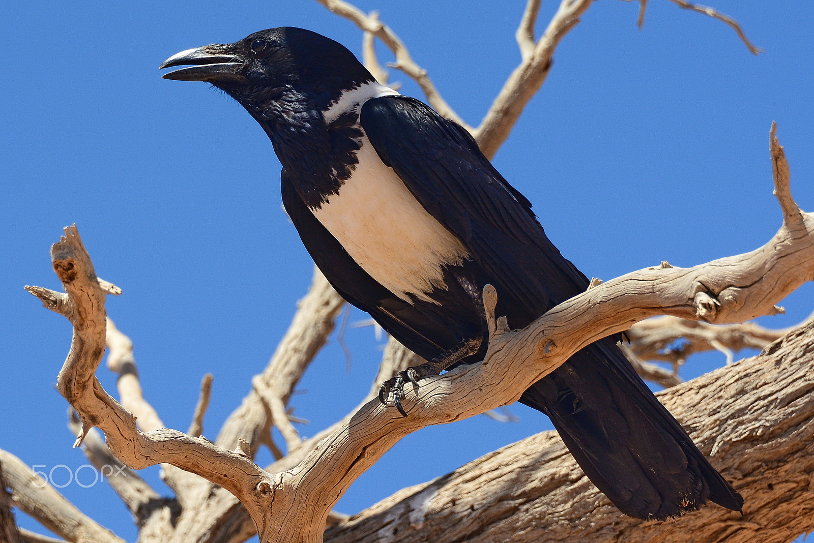 Nikon D7100 + Sigma 50mm F2.8 EX DG Macro sample photo. Pied crow photography