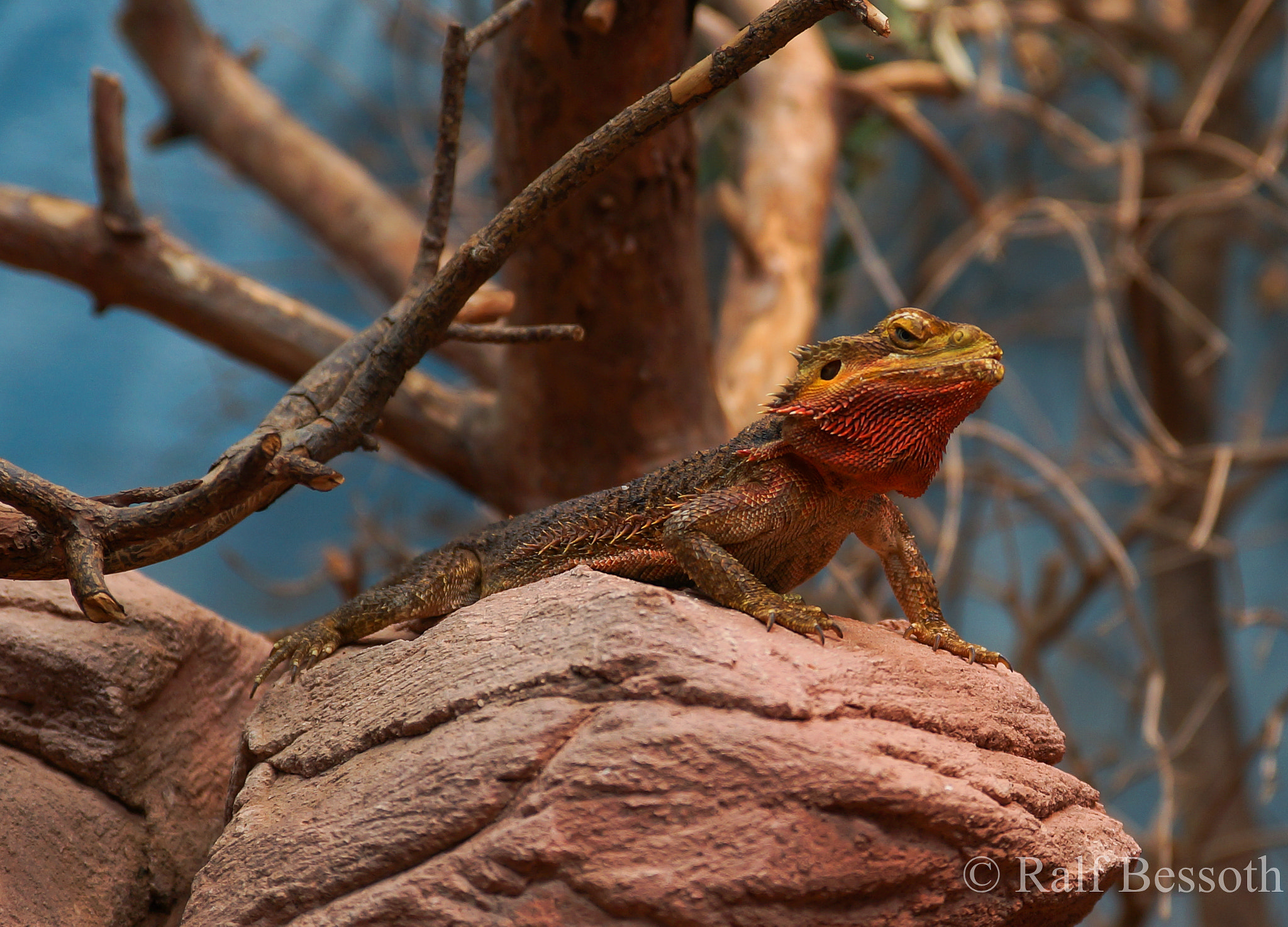 Sony a99 II sample photo. Dragon photography