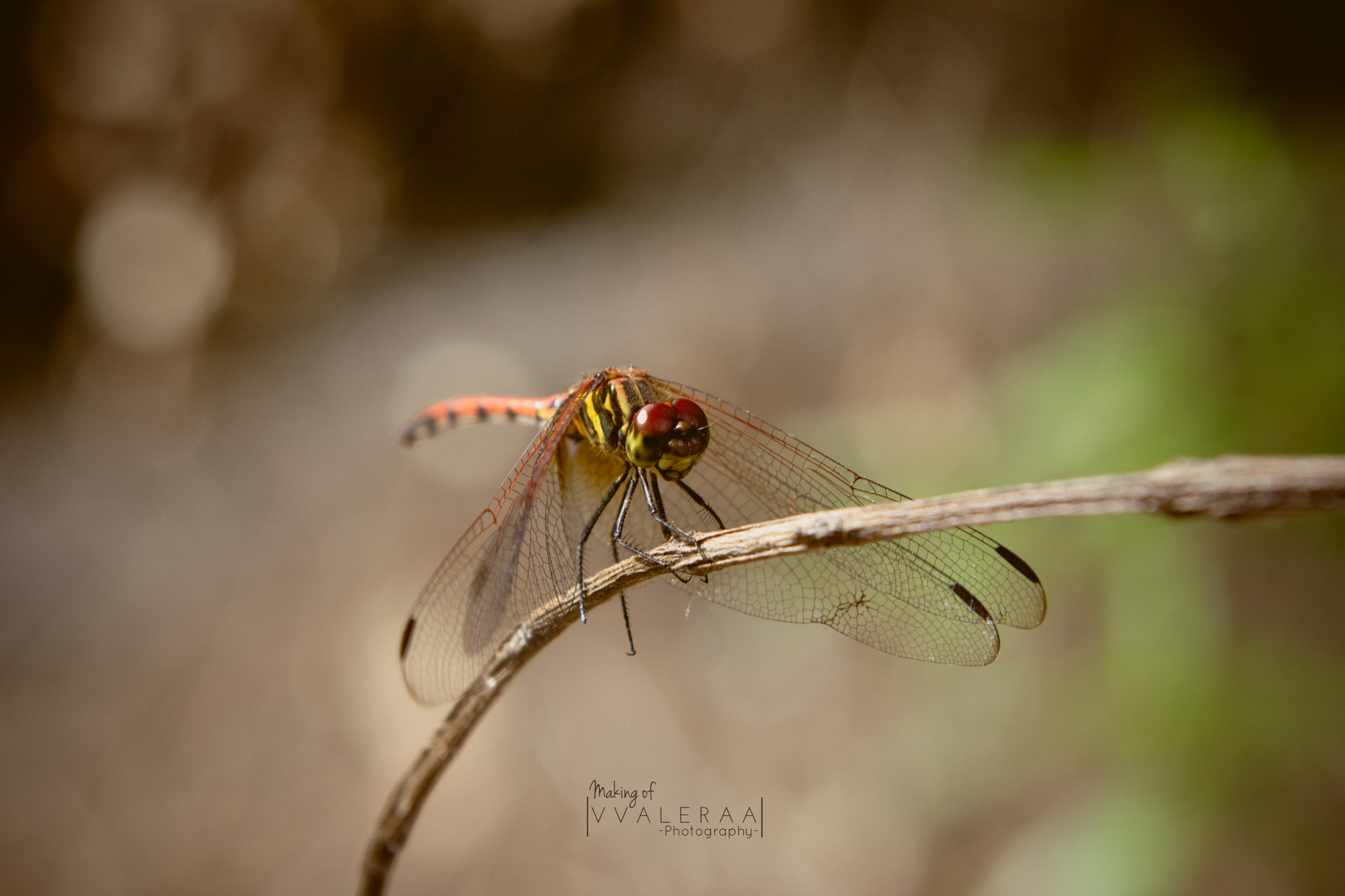 Nikon D7200 sample photo. Dragonfly photography
