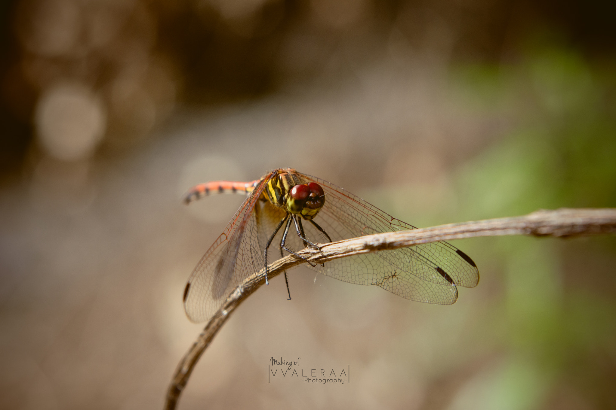 Nikon AF-S Nikkor 24-70mm F2.8G ED sample photo. Dragonfly photography