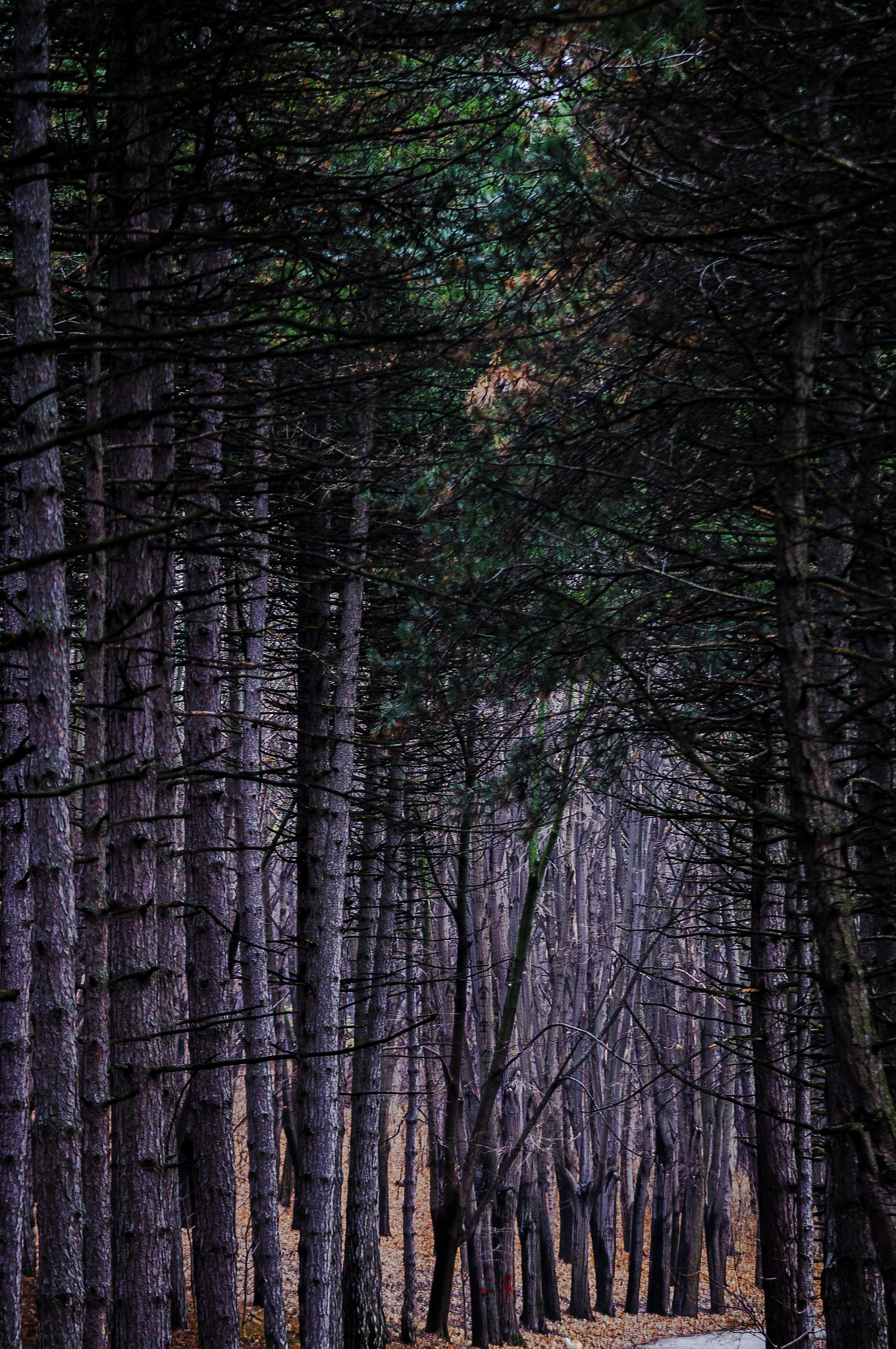 Sigma M-AF 70-200mm F2.8 EX APO sample photo. Wood photography