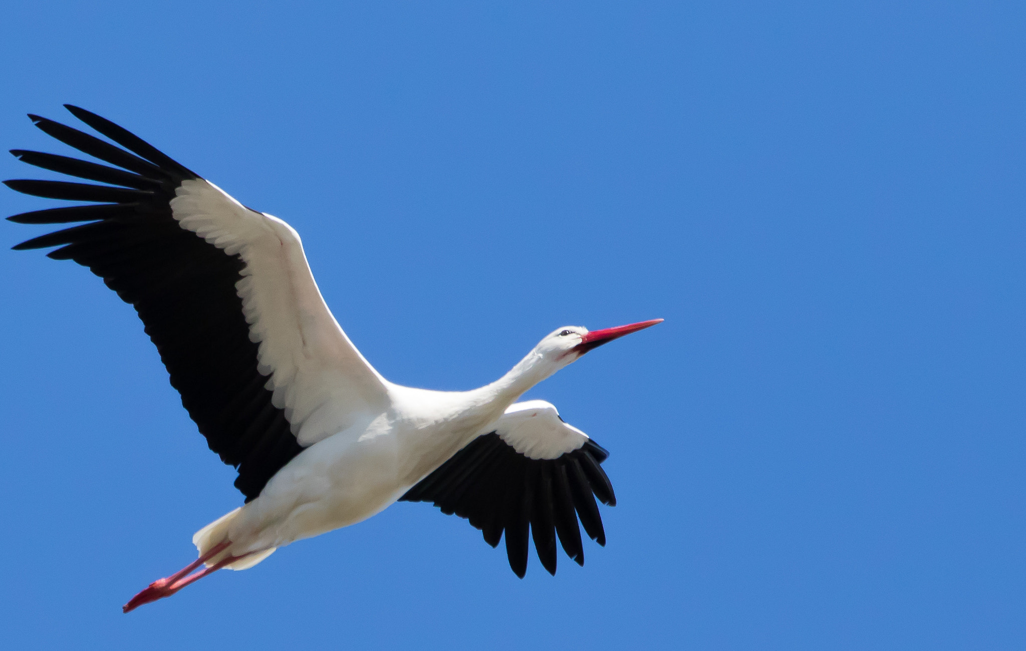 150-600mm F5-6.3 DG OS HSM | Contemporary 015 sample photo. Stork photography