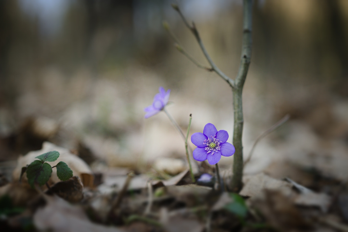 Nikon D7000 sample photo. Spring coming photography