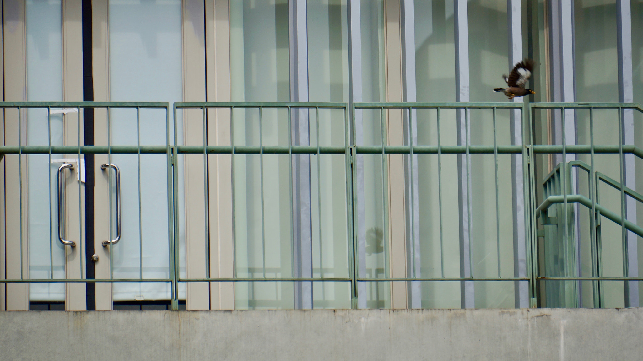 Sony E 55-210mm F4.5-6.3 OSS sample photo. Flee photography