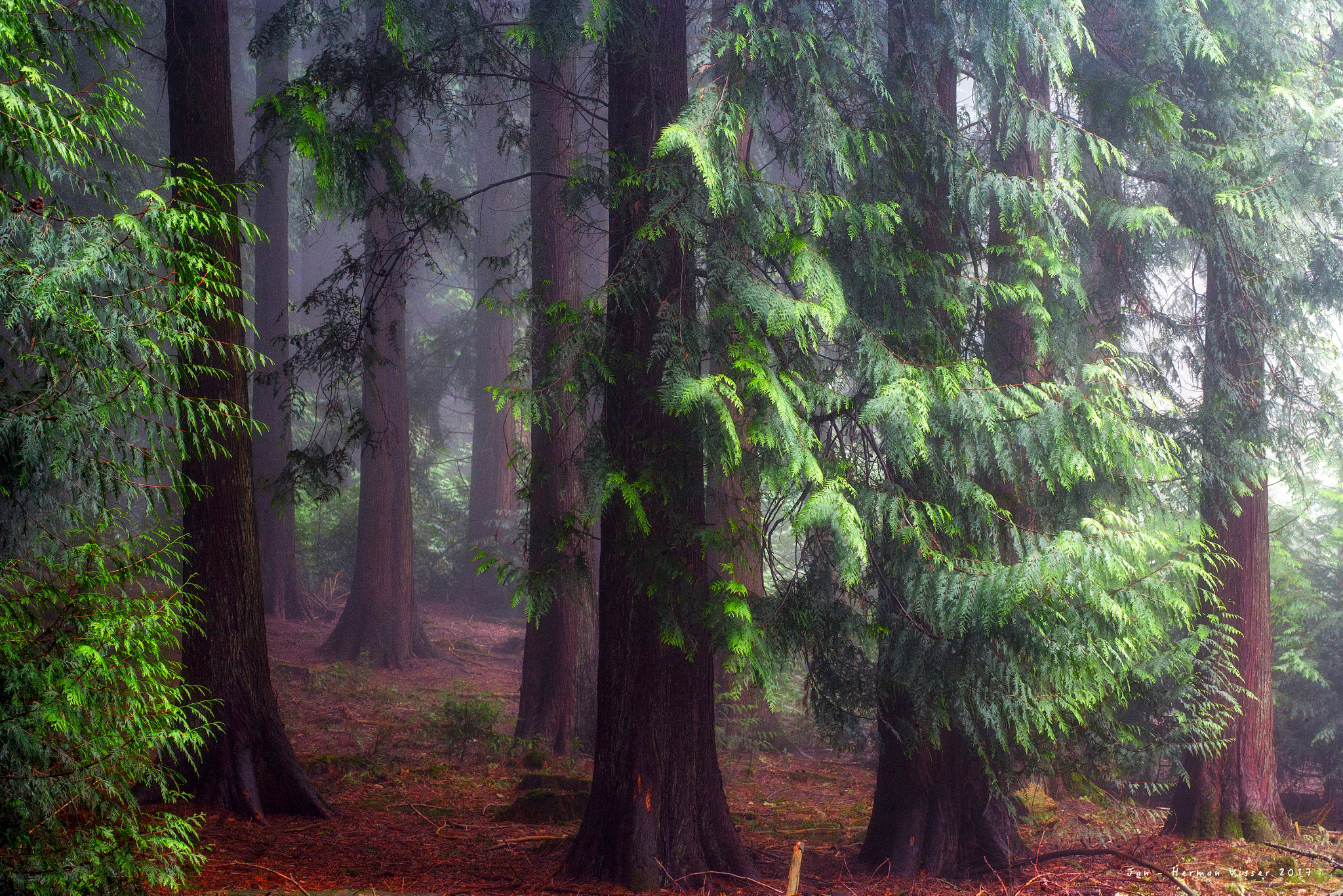 Canon EOS-1Ds Mark II sample photo. Pine woodland photography